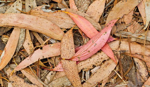 Green Camp - Attractions Melbourne 2