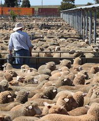 Livestock Marketing Centre