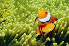 Hardy Reef - Attractions Melbourne 3