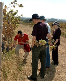 Rosnay Organic Farm And Vineyard - Attractions Melbourne 2