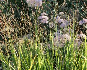 Perennialle Plants Nursery And Garden - Attractions Melbourne 5