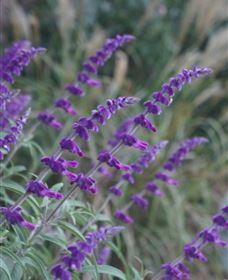 Perennialle Plants Nursery And Garden - Attractions Melbourne 4