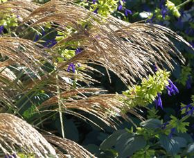 Perennialle Plants Nursery And Garden - Attractions Melbourne 3