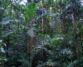 Kutini-Payamu (Iron Range) National Park (CYPAL) - Attractions Melbourne 2