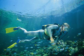 Seaflight Bommie Dive Site - Attractions Melbourne 0