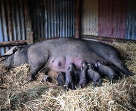Springview Eco-Farm - Attractions Melbourne 7