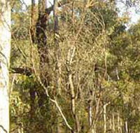 Warby-Ovens National Park - Attractions Melbourne