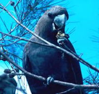 Mount Archer National Park - Attractions Melbourne