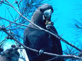 Mount Archer National Park - Attractions Melbourne 0