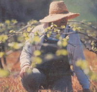 Canobolas Smith Winery - Attractions Melbourne