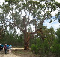 Koorilgur Nature Reserve - Attractions Melbourne