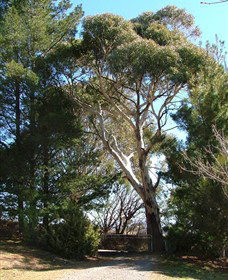 Habitat Vineyard - Attractions Melbourne 1