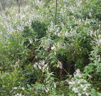 Snowgum walking track - Attractions Melbourne