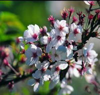 Sakura Avenue - Attractions Melbourne