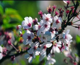 Sakura Avenue - Attractions Melbourne 0