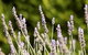 Rustique Lavender Farm - thumb 0