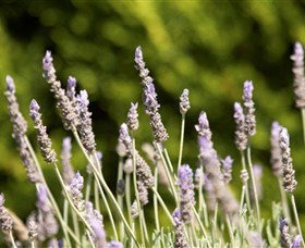 Rustique Lavender Farm - Attractions Melbourne 0