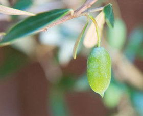 The Olive Shop - Milawa - Attractions Melbourne 1