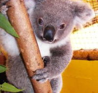 Cooberrie Park Wildlife Sanctuary - Attractions Melbourne