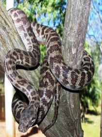 Cooberrie Park Wildlife Sanctuary - Attractions Melbourne 3