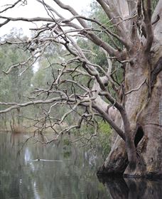 Wonga Wetlands - Attractions Melbourne 3