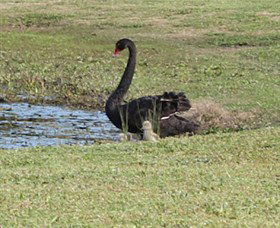 Wonga Wetlands - Attractions Melbourne 6