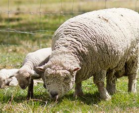 Short Sheep Micro-Winery - Attractions Melbourne 6