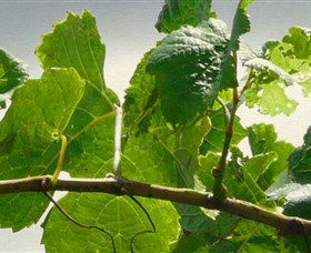 Angullong Wines - Attractions Melbourne 1