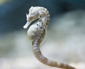 SEA LIFE Melbourne Aquarium - Attractions Melbourne 0