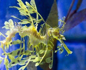 SEA LIFE Melbourne Aquarium - Attractions Melbourne 1