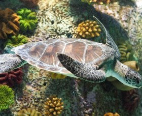 SEA LIFE Melbourne Aquarium - Attractions Melbourne 5