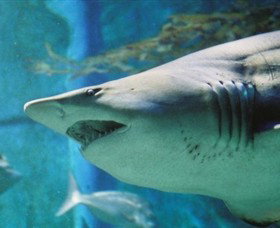 SEA LIFE Melbourne Aquarium - Attractions Melbourne 8
