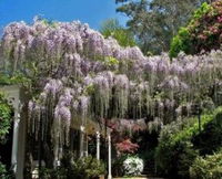 Nooroo Gardens