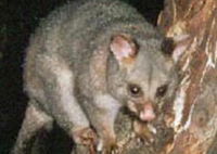 Moondarra State Park
