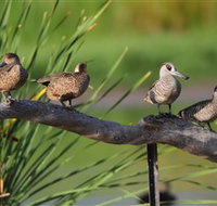 Jerrabomberra Wetlands - Attractions Melbourne