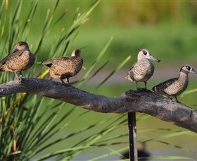 Jerrabomberra Wetlands - Attractions Melbourne 0