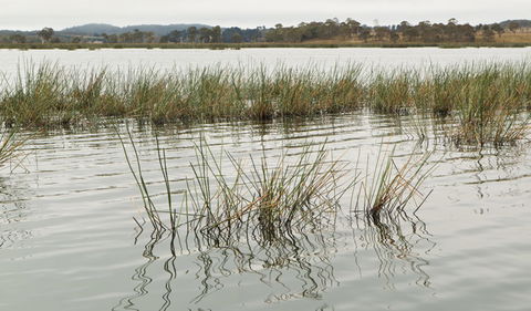 Lagoon Circuit Walking Track - Attractions Melbourne 3