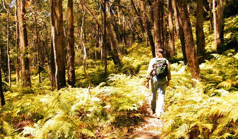 Federal Pass - Attractions Melbourne 0