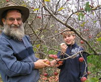 Pine Crest Orchard