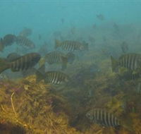 Bunurong Marine and Coastal Park - Attractions Melbourne