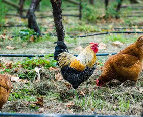 Lark Hill Biodynamic Winery - Attractions Melbourne 3