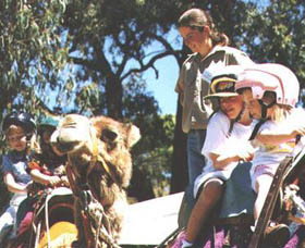 Calamunnda Camel Farm  - Attractions Melbourne 2