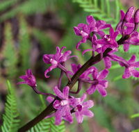 Cassinia walking track - Attractions Melbourne