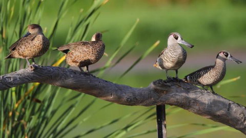 Jerrabomberra Wetlands - Attractions Melbourne 2
