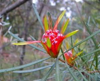 Glenbrook Native Plant Reserve and Nursery