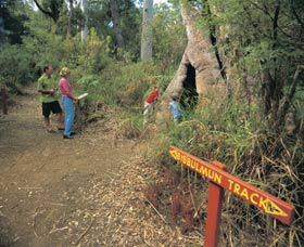 Bibbulmun Track - Attractions Melbourne 3