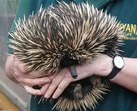 Kanyana Wildlife Rehabilitation Centre - Attractions Melbourne 2
