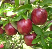 Top 40 Orchard - Attractions Melbourne