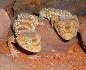Armadale Reptile Centre - Attractions Melbourne 1