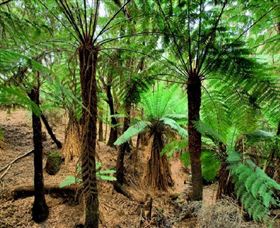 Pegarah Private Nature Reserve & Parenna Place - Attractions Melbourne 0